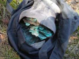 Niesamowity skarb srebrnych monet odkryty na Ukrainie (GALERIA)