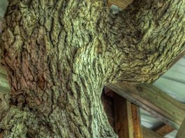 Spędził 15 lat budując domek na drzewie!