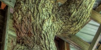 Spędził 15 lat budując domek na drzewie!