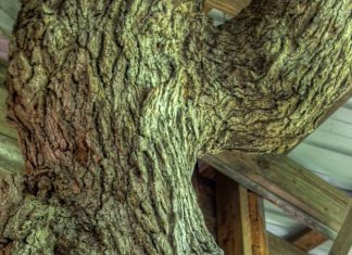 Spędził 15 lat budując domek na drzewie!