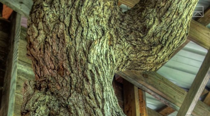 Spędził 15 lat budując domek na drzewie!