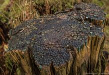 Drzewo pełne łusek po nabojach sprzed 100 lat!