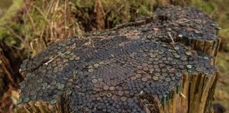 Drzewo pełne łusek po nabojach sprzed 100 lat!