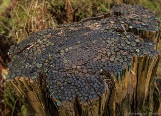 Drzewo pełne łusek po nabojach sprzed 100 lat!