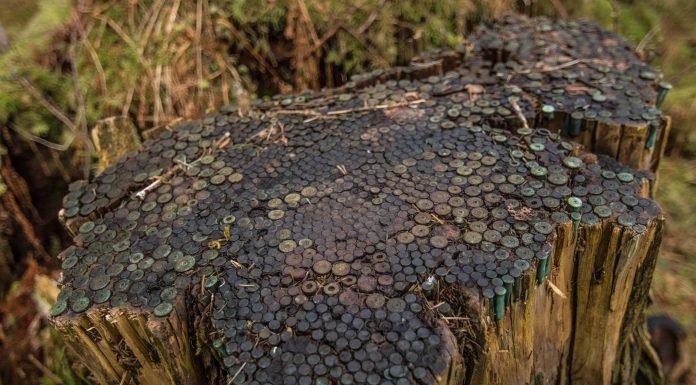 Drzewo pełne łusek po nabojach sprzed 100 lat!