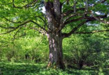 Drzewa tracą przyrost przez zmiany klimatu