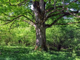 Drzewa tracą przyrost przez zmiany klimatu