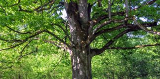 Drzewa tracą przyrost przez zmiany klimatu