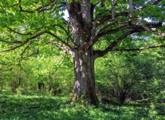 Drzewa tracą przyrost przez zmiany klimatu