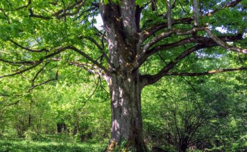 Drzewa tracą przyrost przez zmiany klimatu