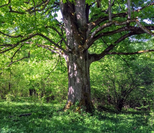 Drzewa tracą przyrost przez zmiany klimatu