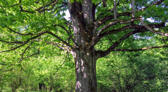 Drzewa tracą przyrost przez zmiany klimatu