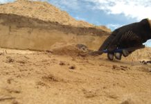 Ciekawe tezy archeologów: budowa rondela spod Cedyni mogła służyć przywróceniu integracji społecznej