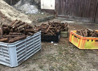Wykopał cztery skrzynki amunicji, w sumie blisko 850 sztuk i zgłosił policji…