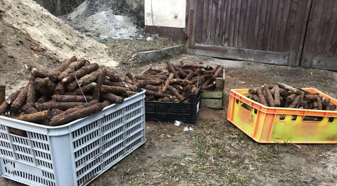 Wykopał cztery skrzynki amunicji, w sumie blisko 850 sztuk i zgłosił policji…