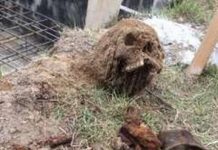 Szczątki żołnierza wykopane w trakcie budowy na Podkarpaciu