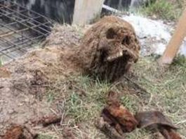 Szczątki żołnierza wykopane w trakcie budowy na Podkarpaciu