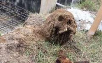 Szczątki żołnierza wykopane w trakcie budowy na Podkarpaciu