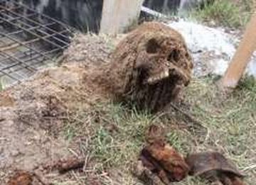 Szczątki żołnierza wykopane w trakcie budowy na Podkarpaciu