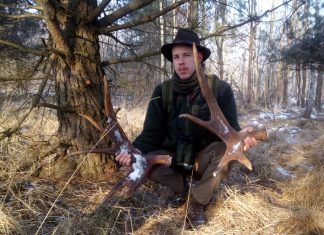 Zrzuty poroża – gdzie, kiedy i jak szukać… wywiad z leśnikiem!