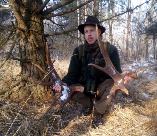 Zrzuty poroża – gdzie, kiedy i jak szukać… wywiad z leśnikiem!