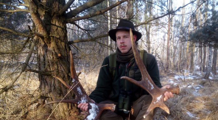 Zrzuty poroża – gdzie, kiedy i jak szukać… wywiad z leśnikiem!