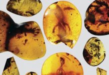 Bursztyny z Birmy i zatopione w nich przyrodnicze skarby…