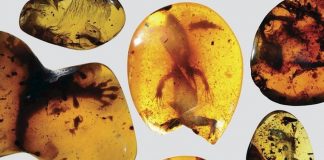 Bursztyny z Birmy i zatopione w nich przyrodnicze skarby…