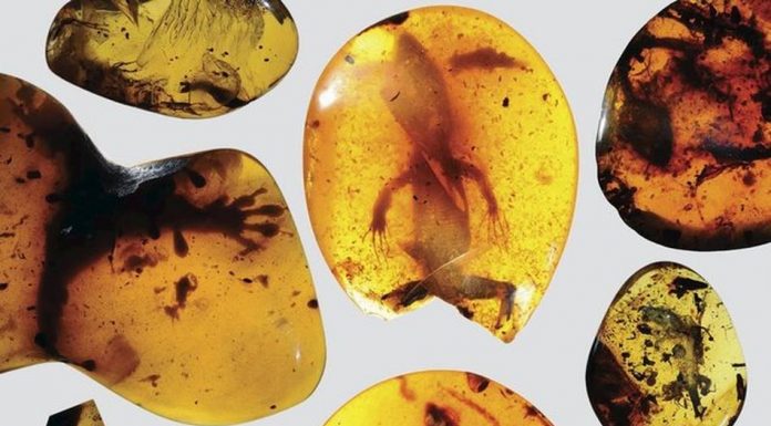 Bursztyny z Birmy i zatopione w nich przyrodnicze skarby…