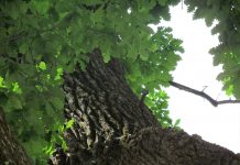 Dwa miecze wbite w ponad 600 letni dąb i ich legendy z podkarpackiej Bieździedzy