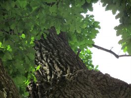 Dwa miecze wbite w ponad 600 letni dąb i ich legendy z podkarpackiej Bieździedzy