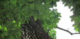 Dwa miecze wbite w ponad 600 letni dąb i ich legendy z podkarpackiej Bieździedzy