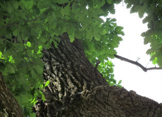 Dwa miecze wbite w ponad 600 letni dąb i ich legendy z podkarpackiej Bieździedzy