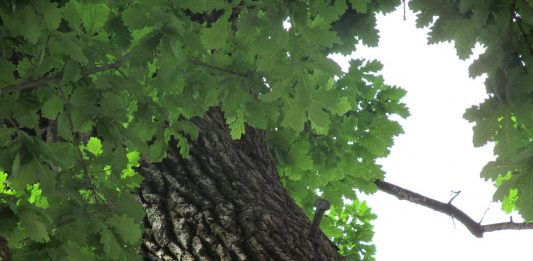 Dwa miecze wbite w ponad 600 letni dąb i ich legendy z podkarpackiej Bieździedzy