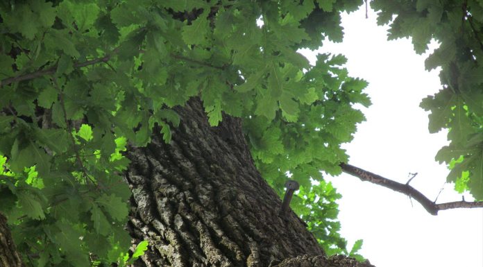 Dwa miecze wbite w ponad 600 letni dąb i ich legendy z podkarpackiej Bieździedzy