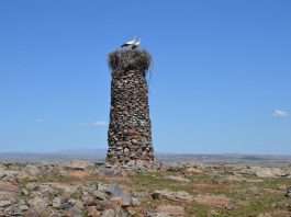 Niezwykła historia – „Człowiek Ptak” od 23 lat buduje kamienne wieże dla bocianów!