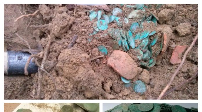 Skarb 440 srebrnych monet Zygmunta III Wazy odkrytych przez poszukiwacza