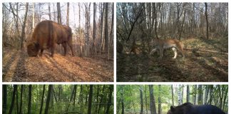 Katastrofa w Czarnobylu zbudowała raj dla dzikiej natury