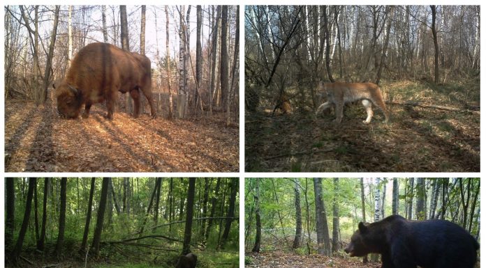 Katastrofa w Czarnobylu zbudowała raj dla dzikiej natury