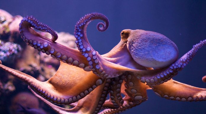 Naukowcy udowodnili, że macki ośmiornicy same z osobna decydują o tym, jak się poruszać