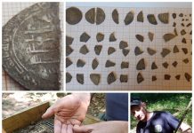 Skarb srebrnych monet sprzed ok. 1000 lat odkryty na terenie Gminy Kamień Pomorski (WYWIAD + GALERIA)