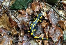 Salamandry w niebezpieczeństwie – atakuje je groźny grzyb! W Polsce na razie go nie stwierdzono