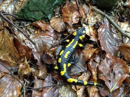 Salamandry w niebezpieczeństwie – atakuje je groźny grzyb! W Polsce na razie go nie stwierdzono