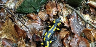 Salamandry w niebezpieczeństwie – atakuje je groźny grzyb! W Polsce na razie go nie stwierdzono