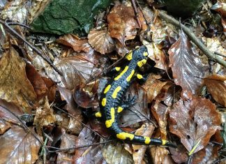 Salamandry w niebezpieczeństwie – atakuje je groźny grzyb! W Polsce na razie go nie stwierdzono