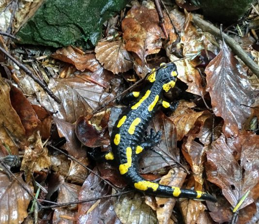 Salamandry w niebezpieczeństwie – atakuje je groźny grzyb! W Polsce na razie go nie stwierdzono