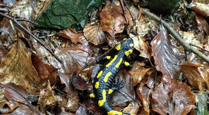 Salamandry w niebezpieczeństwie – atakuje je groźny grzyb! W Polsce na razie go nie stwierdzono