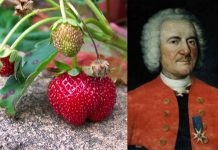 Wiecie że truskawkę stworzono dopiero w XVIII wieku? Jej ojcem był Amédée-François Frézier