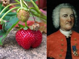Wiecie że truskawkę stworzono dopiero w XVIII wieku? Jej ojcem był Amédée-François Frézier
