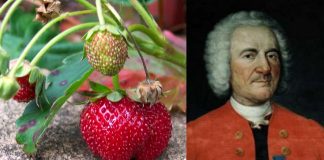 Wiecie że truskawkę stworzono dopiero w XVIII wieku? Jej ojcem był Amédée-François Frézier